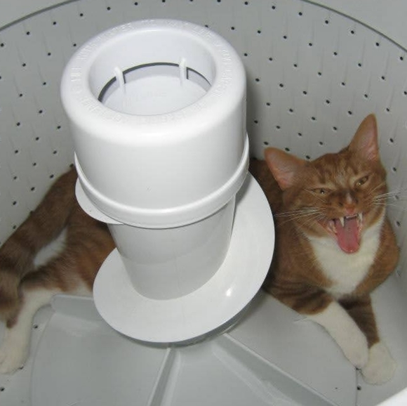 Meet your Posher, Riva Sue - Picture 3 of 13